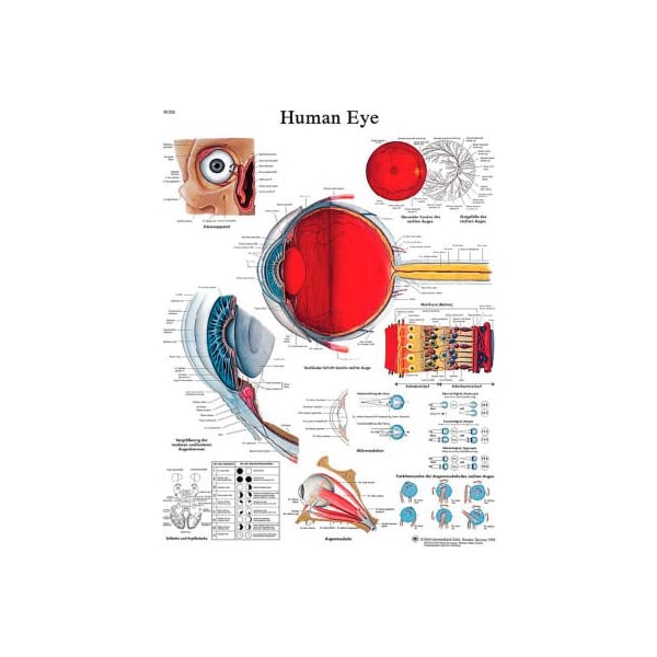 3B Anatomical Chart - Eye, Laminated